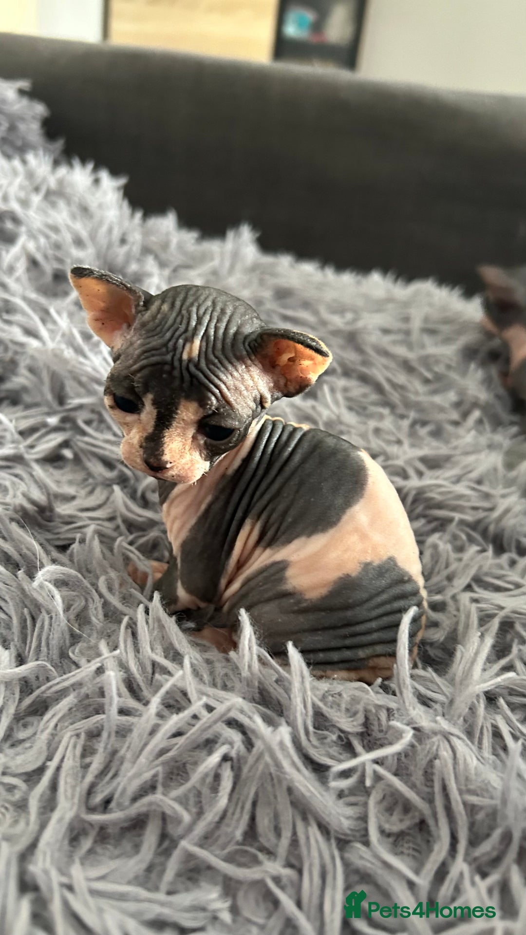 Sphynx cats for sale: Amazing colour Sphynx - Image 13