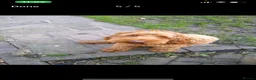 Cockapoo dogs for sale: Male Cockapoo - Advert 8