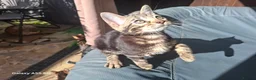 Bengal cats for sale:  Outstanding Bengal Kittens– 5★ Licensed Cattery - Advert 21