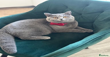 British Shorthair cats - Advert 3
