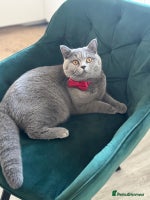 British Shorthair cats - Advert 2