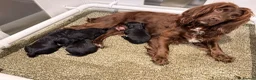 Mixed Breed dogs for sale: Sprockerpoo pups - Advert 4