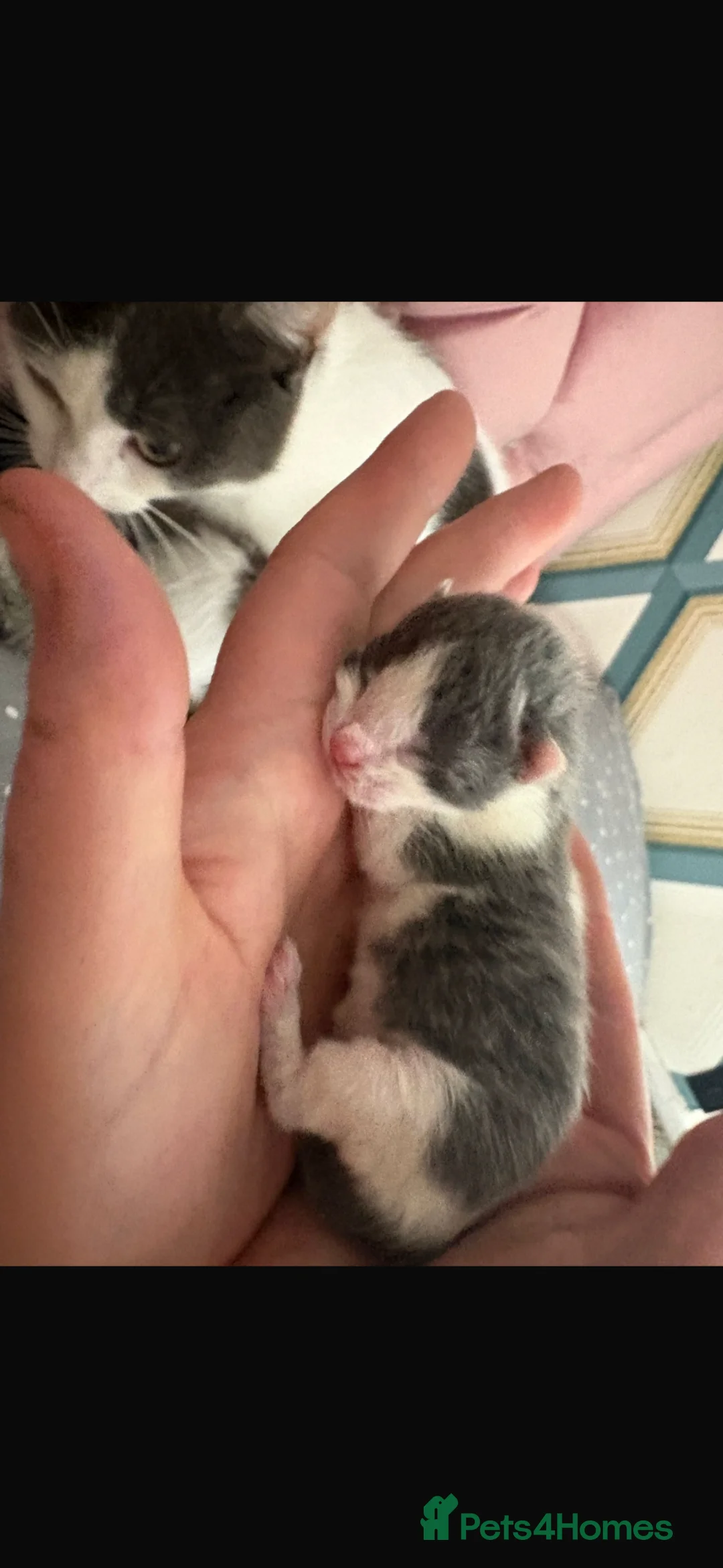 Mixed Breed cats for sale: Last little grey and white kitten - Advert 4
