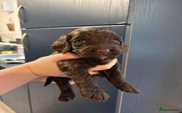 Cockapoo dogs for sale: F2 cockapoo’s (last girl) - Advert 10