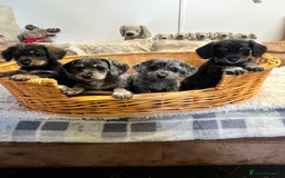 Mixed Breed dogs for sale: Adorable Daxi Jacks - Image 6