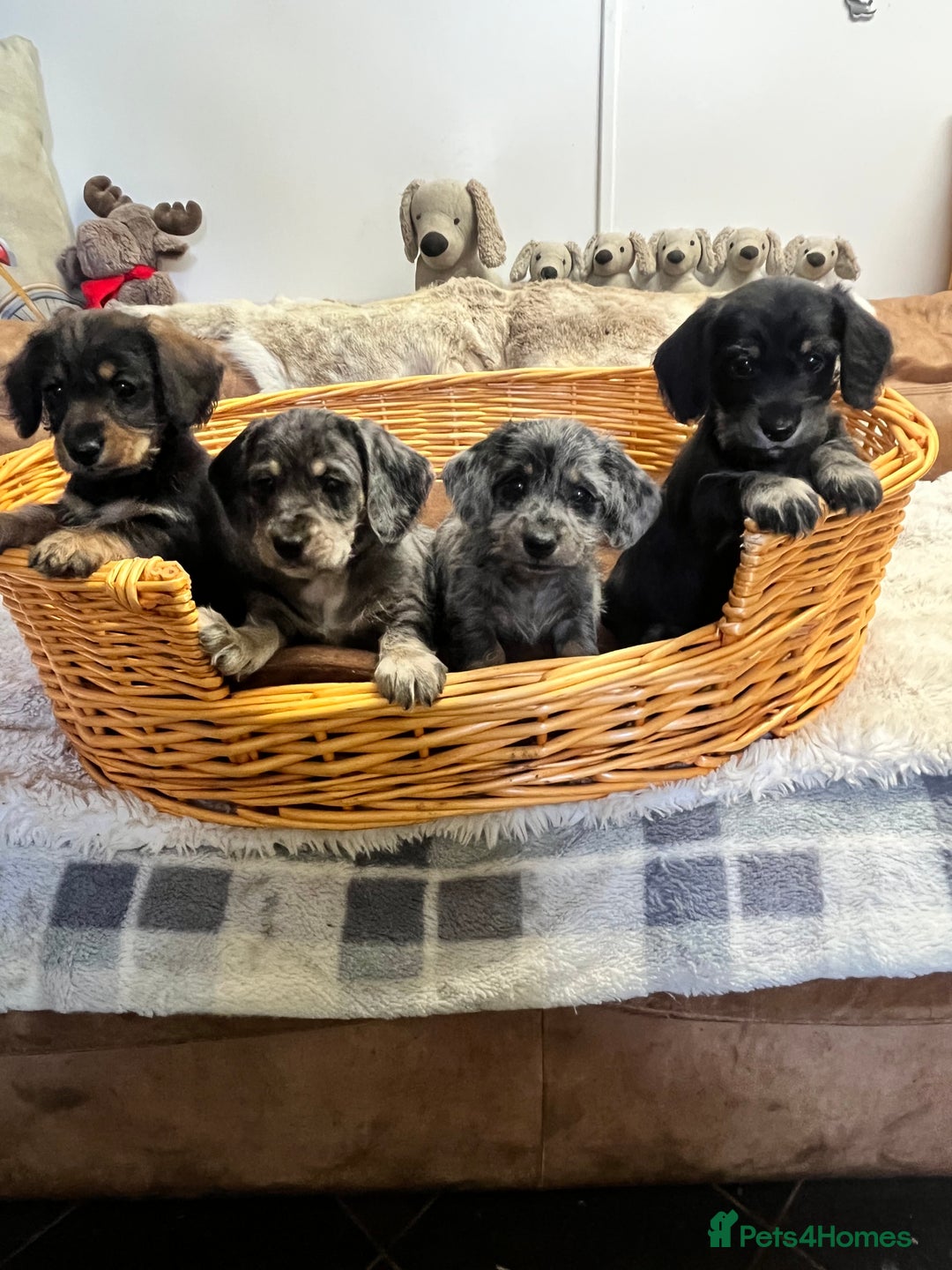 Mixed Breed dogs for sale: Adorable Daxi Jacks - Image 6