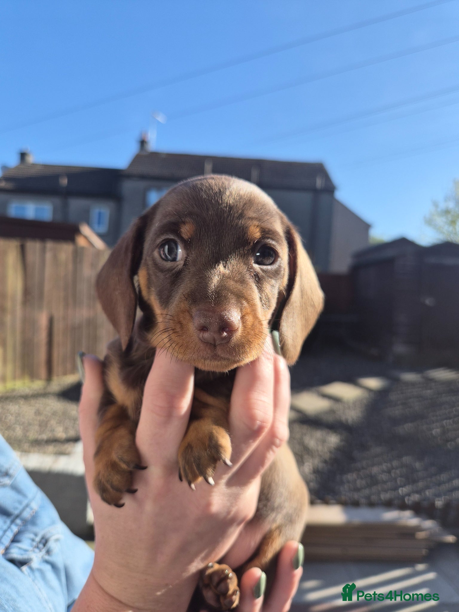 Miniature Dachshund dogs Miniature Dachshund puppies - Advert 13