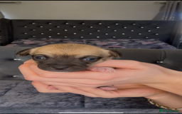 Mixed Breed dogs for sale: Chihuahua puppies  - Image 22