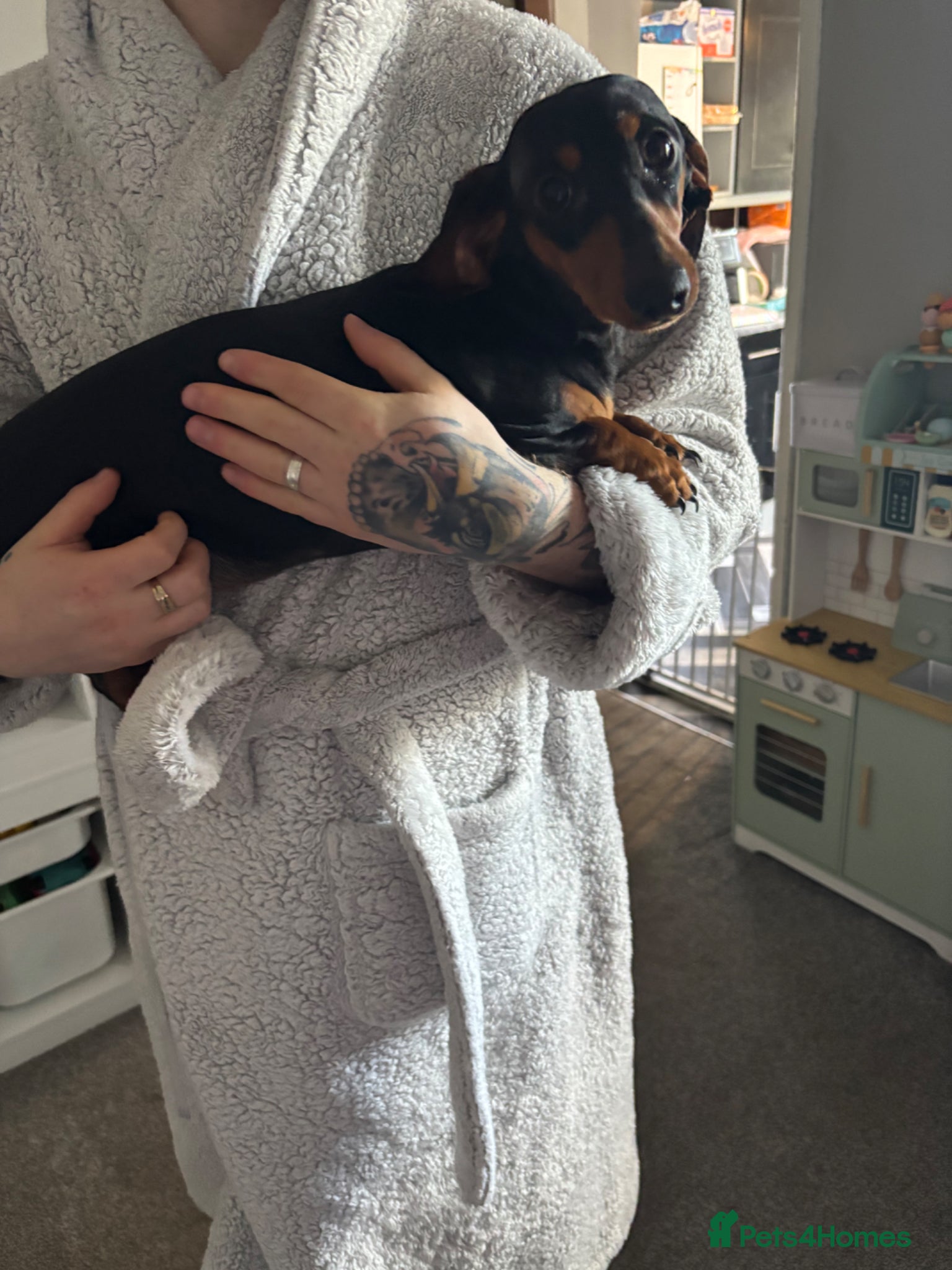 Dachshund dogs 7 month old dachshund girl - Advert 17