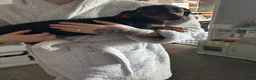 Dachshund dogs for sale: 8 month old dachshund girl - Advert 1