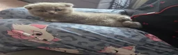 Scottish Fold cats for sale: Beautiful Scottish fold kittens.  in Boston - Advert 6
