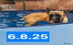 Belgian Shepherd Dog dogs for sale: KC Reg Belgian Shepherd Malinois pups for sale in Newport - Image 4