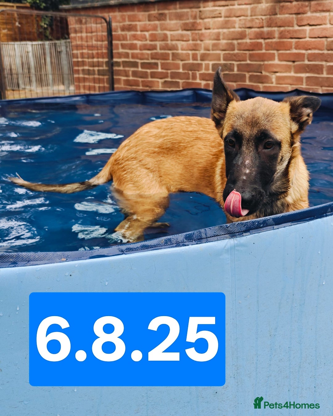 Belgian Shepherd Dog dogs for sale: KC Reg Belgian Shepherd Malinois pups for sale in Newport - Image 4