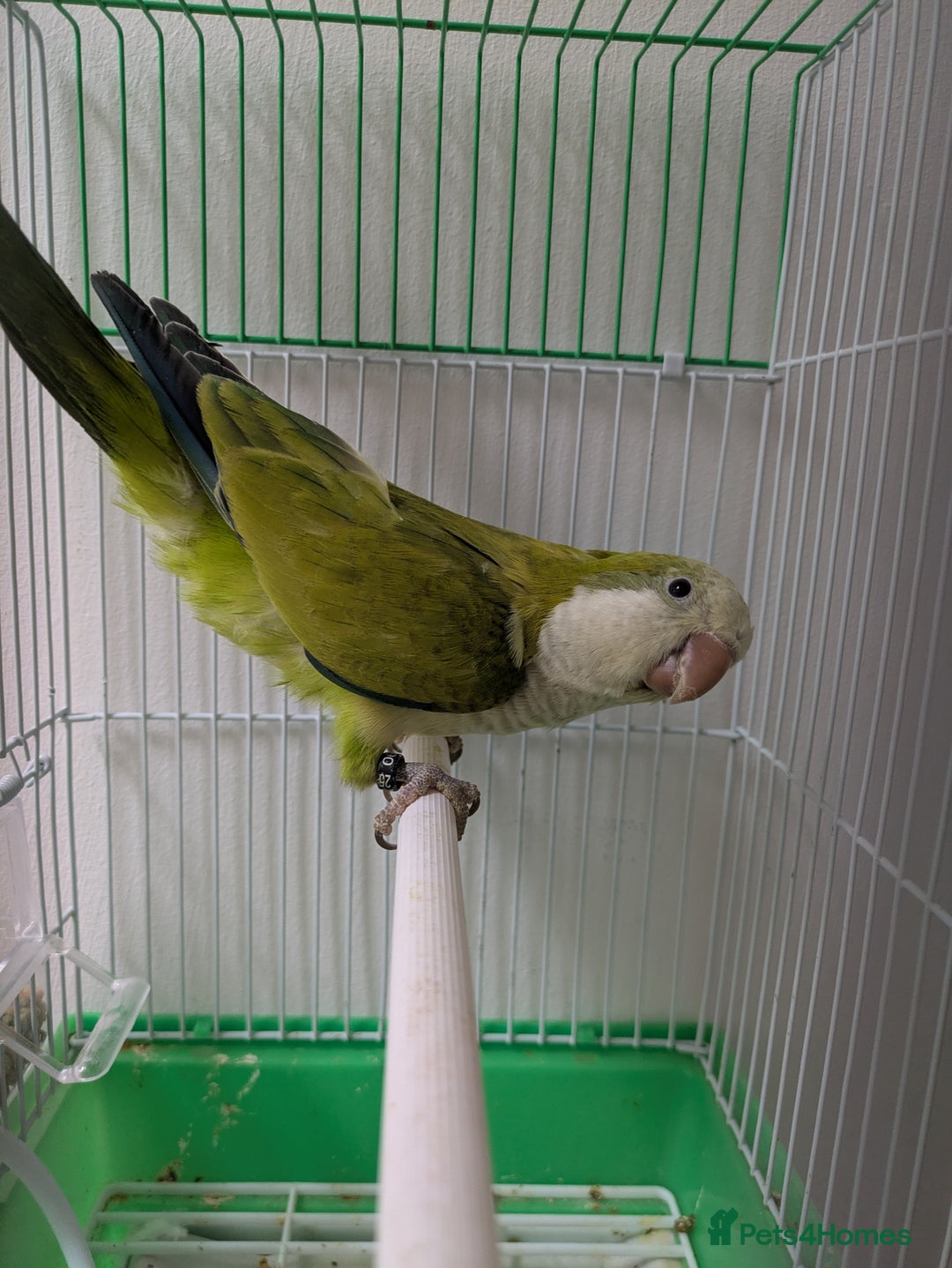 Parakeets birds for sale: Males and females DNA tested Quaker parrots babies - Image 23