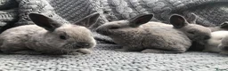 Rex rabbits for sale: Beautiful Purebreed Velvet Mini Rex rabbits - Advert 30
