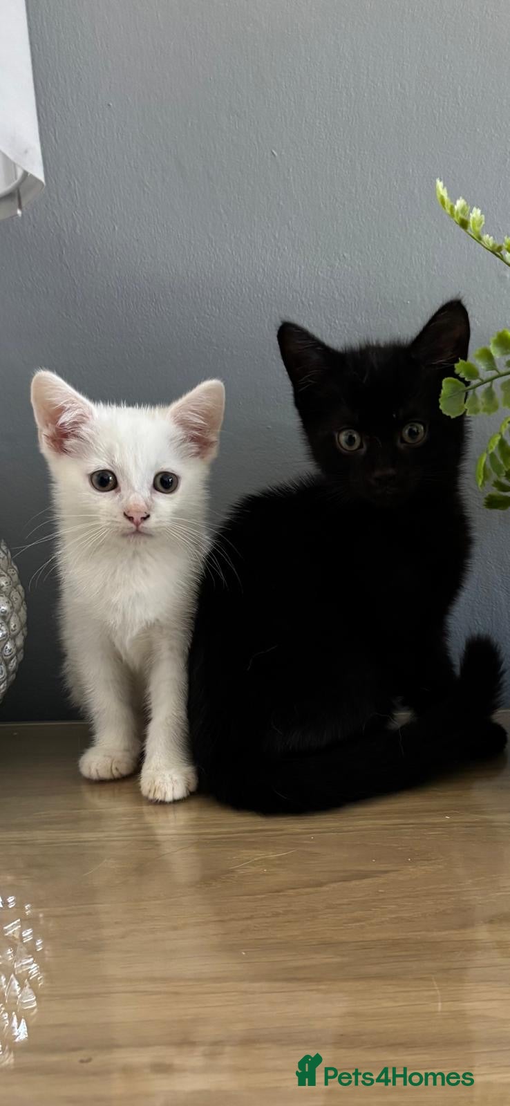 Mixed Breed cats Beautiful kittens - Advert 1
