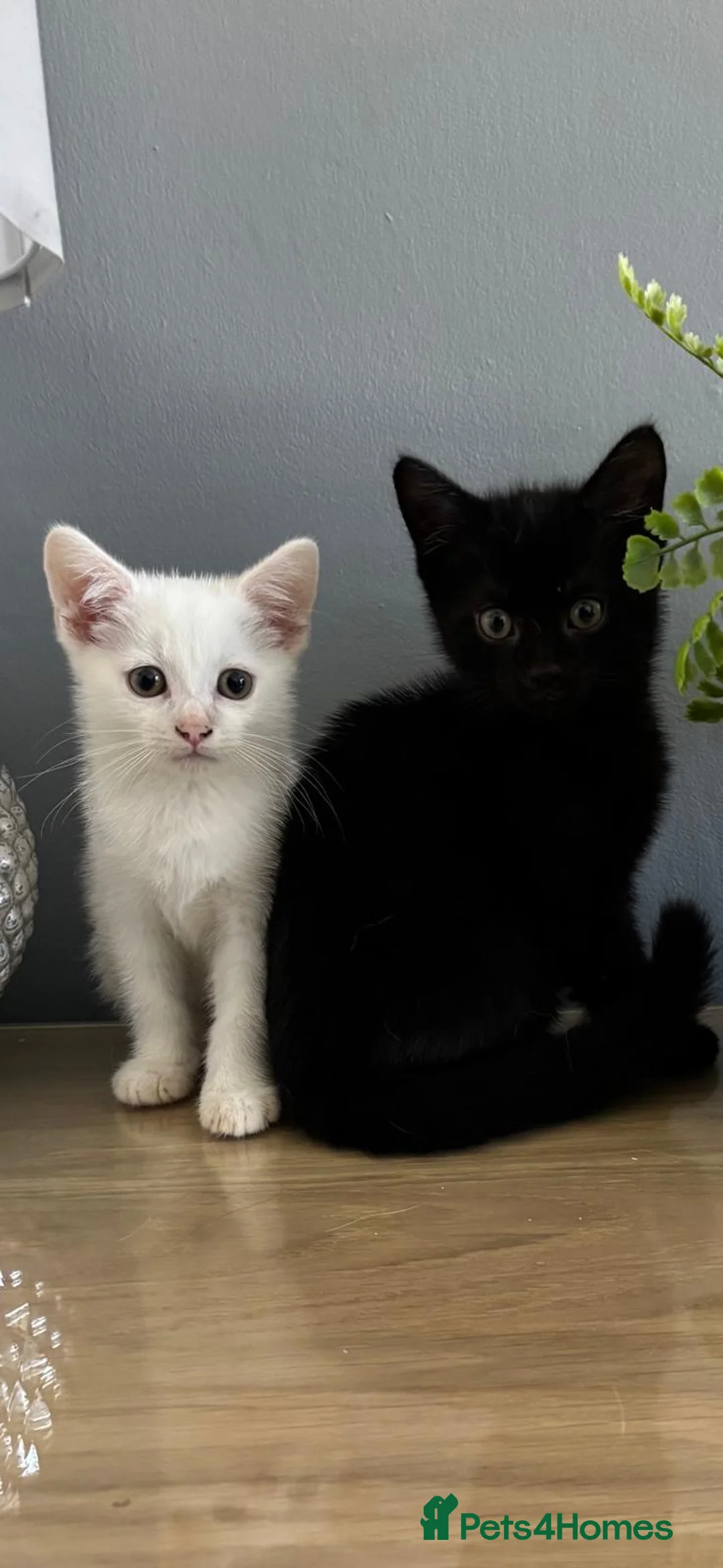Mixed Breed cats for sale: Beautiful kittens - Advert 1