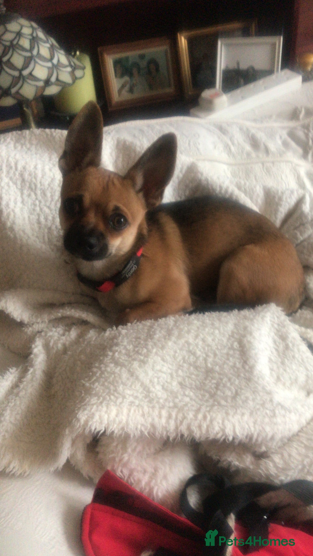 Chihuahua dogs for sale: Beautiful family friendly chihuahua  - Image 1