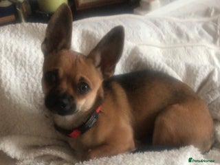 Chihuahua dogs for sale - Advert 1