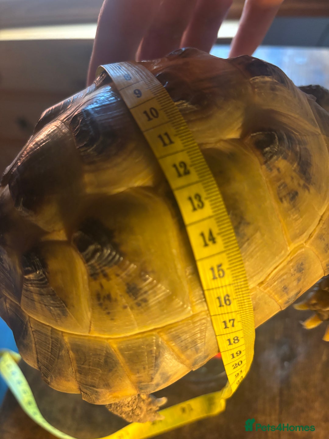 Tortoise reptiles for sale: Russian/Horsefeild Tortoise - Advert 8