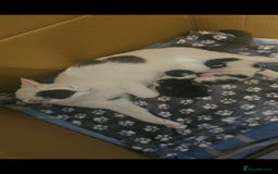 Mixed Breed cats for sale: Kittens for sale - Image 6