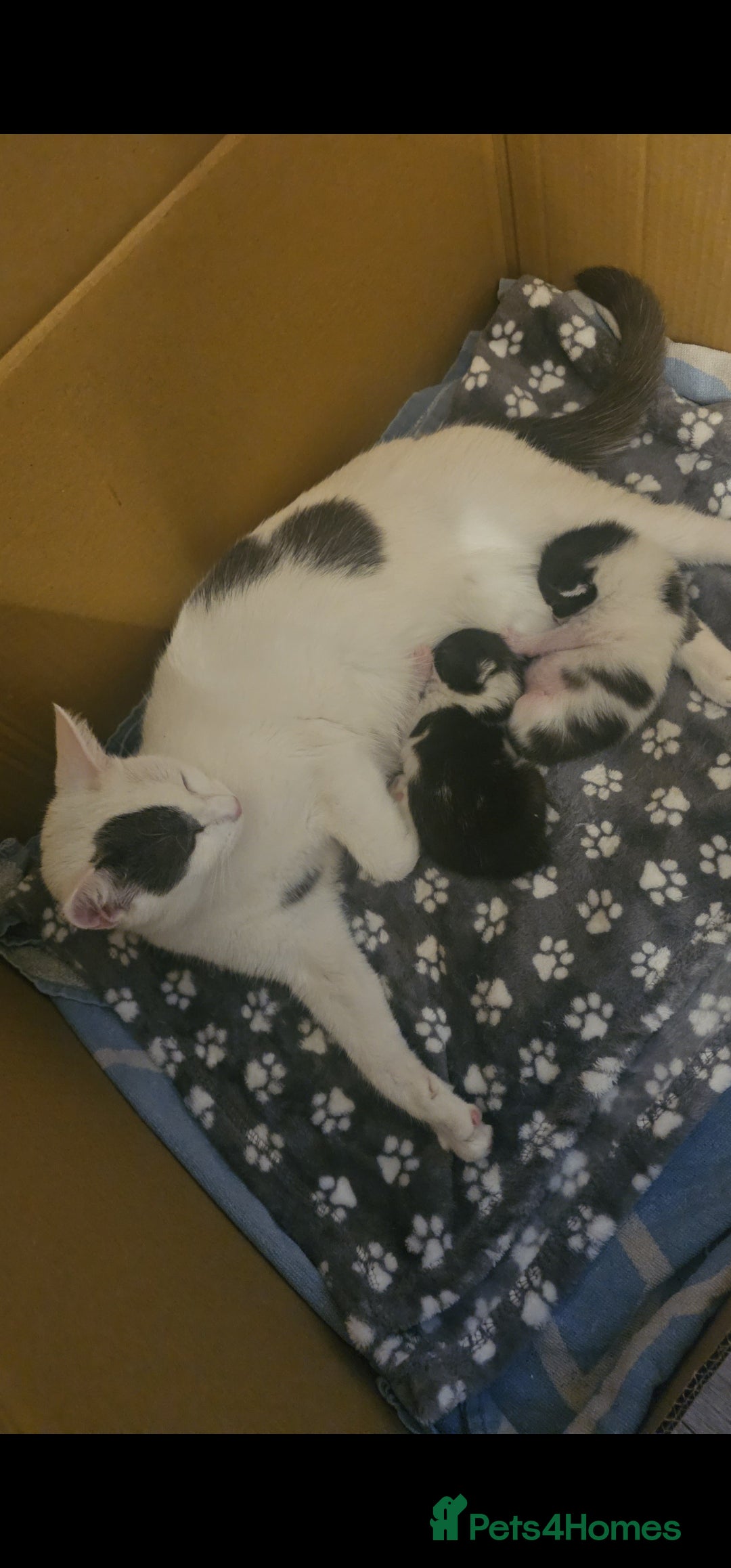 Mixed Breed cats for sale: Kittens for sale - Image 6