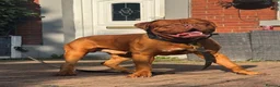 Dogue De Bordeaux dogs for stud: 🧡🧡PROVEN Dogue de Bordeaux VINNIE for STUD🧡🧡 - Advert 2