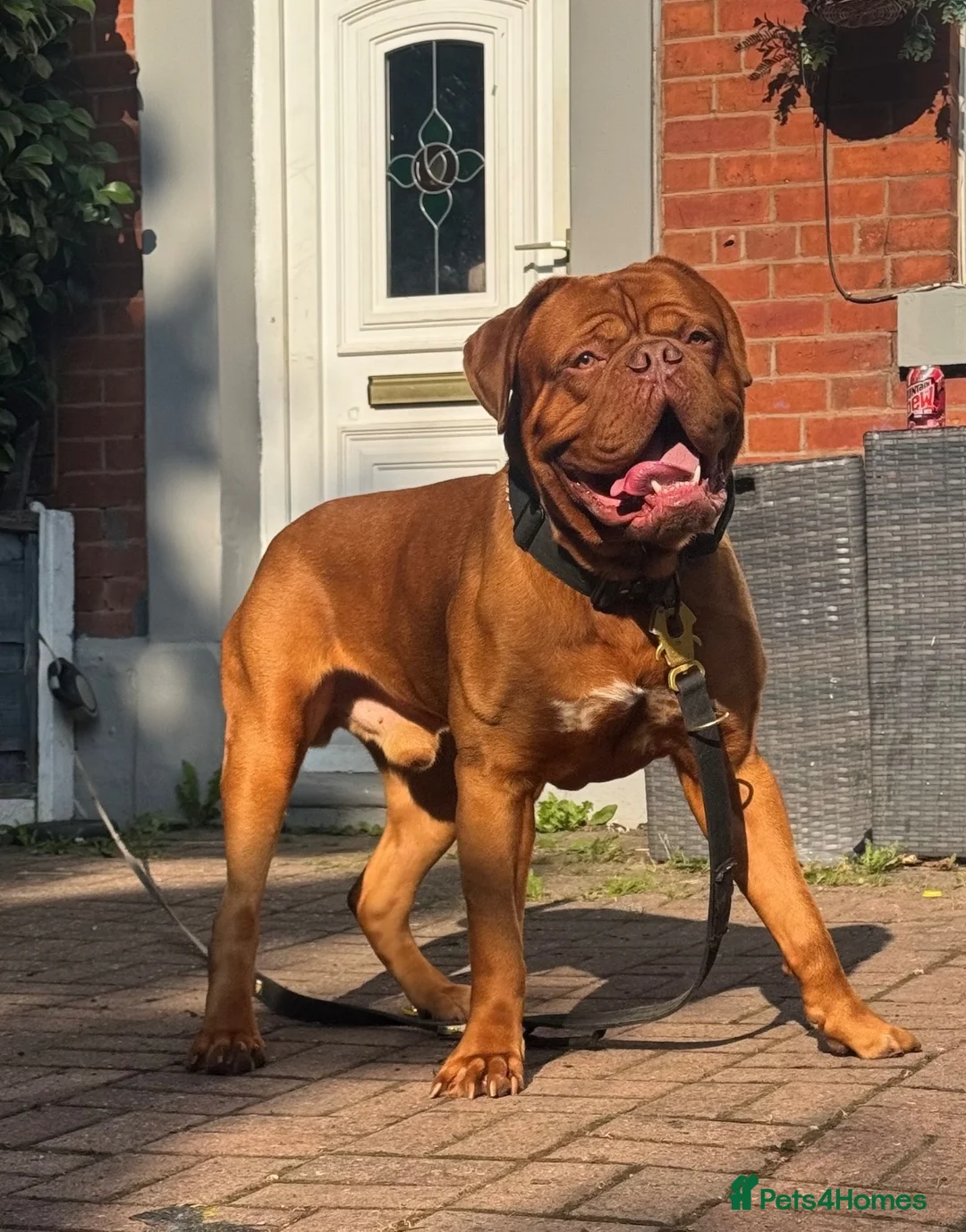 Dogue De Bordeaux dogs for stud: 🧡🧡PROVEN Dogue de Bordeaux VINNIE for STUD🧡🧡 - Advert 2