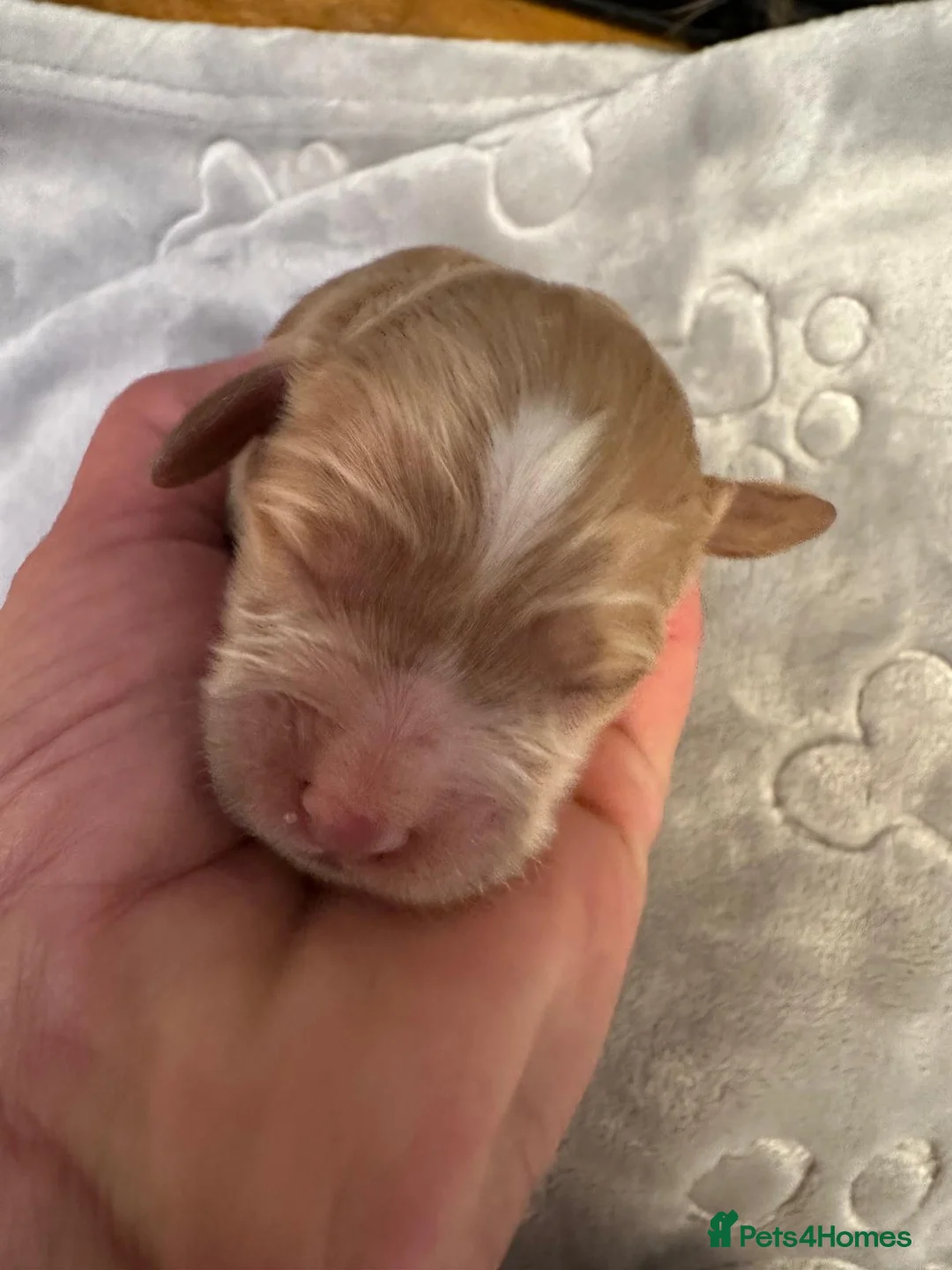 Cavapoo dogs for sale: F1 cavapoo puppy  in Sunbury-on-Thames - Advert 2