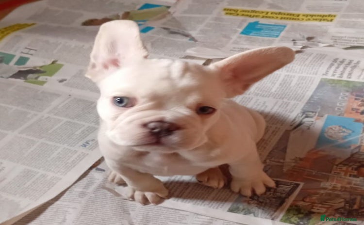 French Bulldog dogs - Advert 13