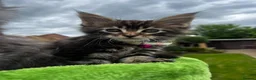 Maine Coon cats for sale: ❤️Maine Coon Girls     Excellent Bloodlines❤️ - Advert 13