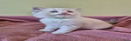 Ragdoll cats for sale: Ragdoll kittens GCCF regsitered - Advert 31