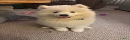Samoyed dogs for sale: Samoyed - Advert 9