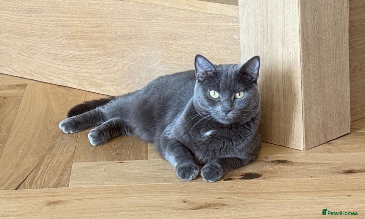 Russian Blue cats Rehoming russian blue female - Advert 1