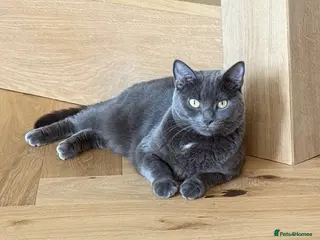 Russian Blue cats Rehoming russian blue female - Advert 1