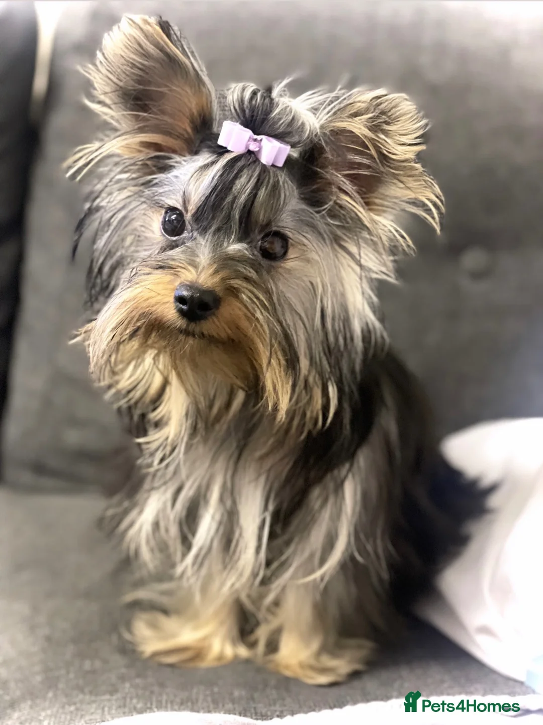 Yorkshire Terrier dogs for sale: Beautiful KC Registered Yorkshire Terriers in Manchester - Advert 2