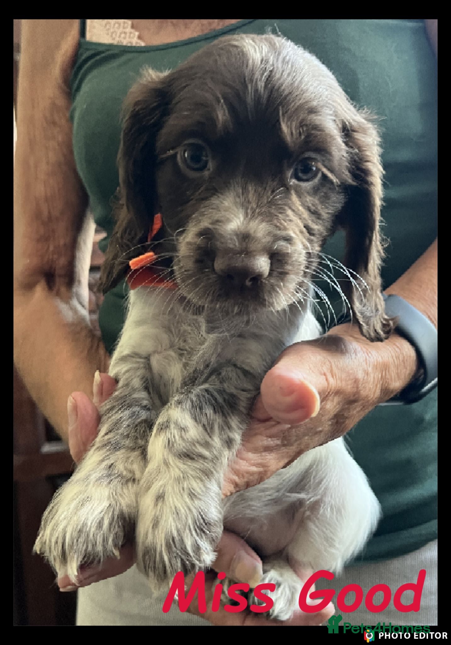 Cocker Spaniel dogs Stunning Cocker Spaniels 💥 - Advert 2