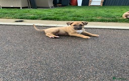 Mixed Breed dogs for sale: German shepherd hybrid for sale - Image 8