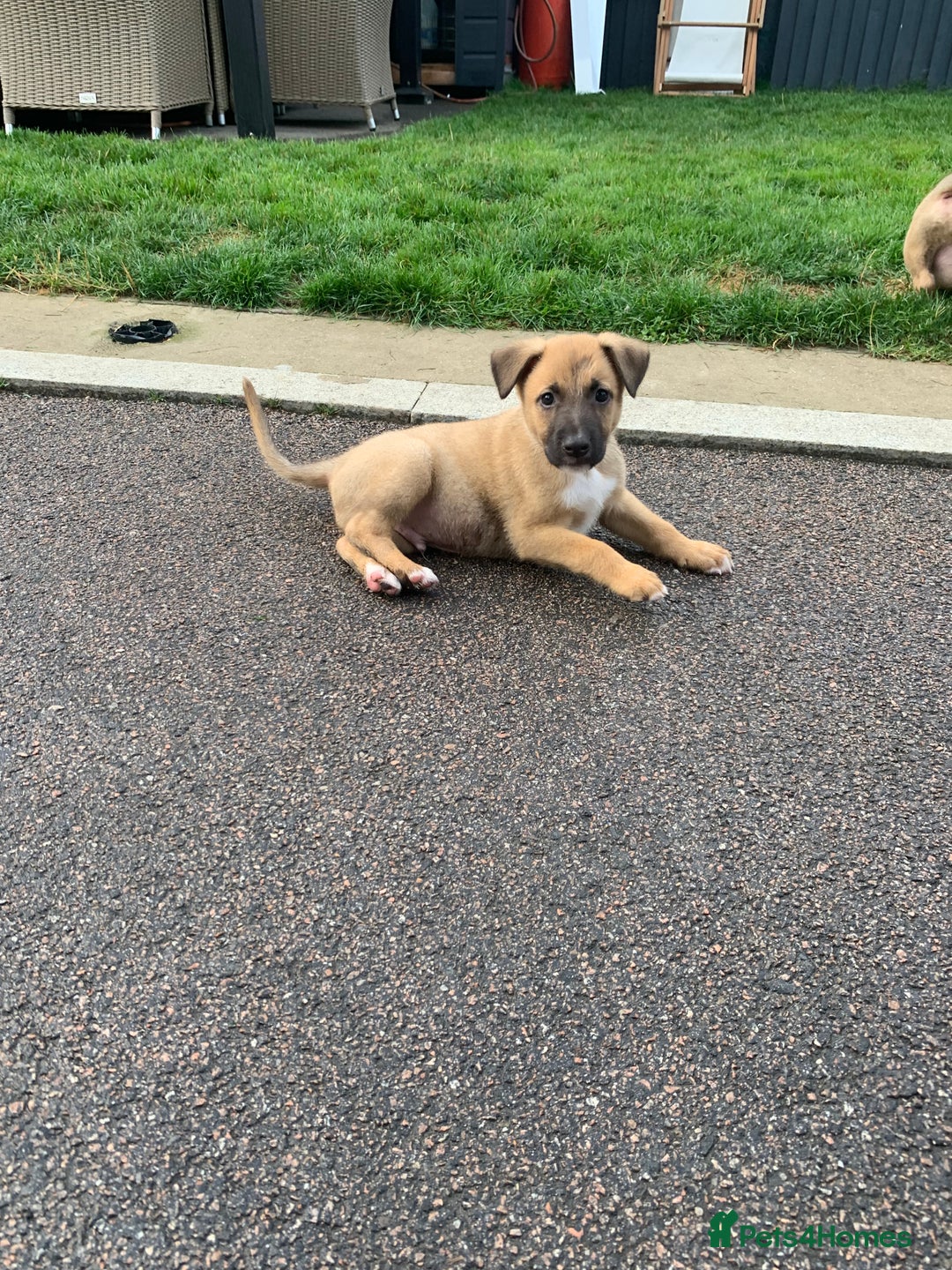 Mixed Breed dogs for sale: German shepherd hybrid for sale - Image 8