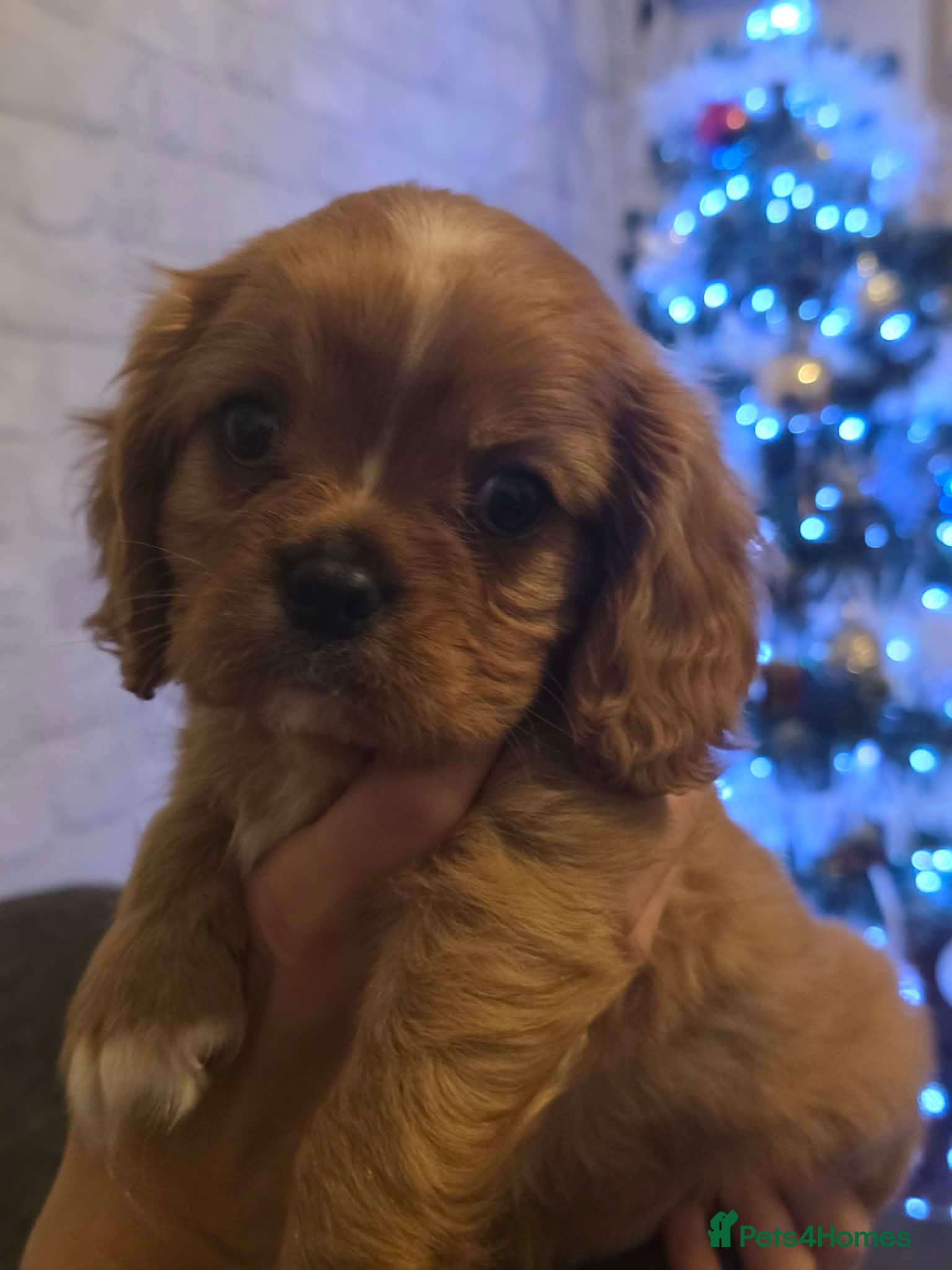 Cavalier King Charles Spaniel dogs LAST BOY LEFT!!! 🥰🐶🐶🐶 - Advert 4