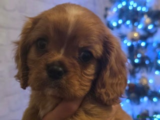 Cavalier King Charles Spaniel dogs Ready before ** 🥰🐶🐶🐶 - Advert 8
