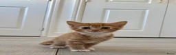 Mixed Breed cats for sale: Ginger male kitten- ready to leave in Calne - Advert 3