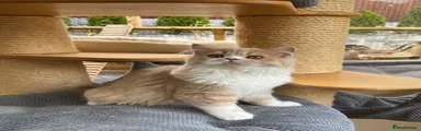 Scottish Straight Kitten KAMA