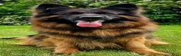 German Shepherd dogs for sale: Stunning GSD Puppies – KC Registered –  DM Clear - Advert 14