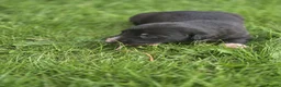 Mixed Breed dogs for sale: Lurcher puppies - Advert 4