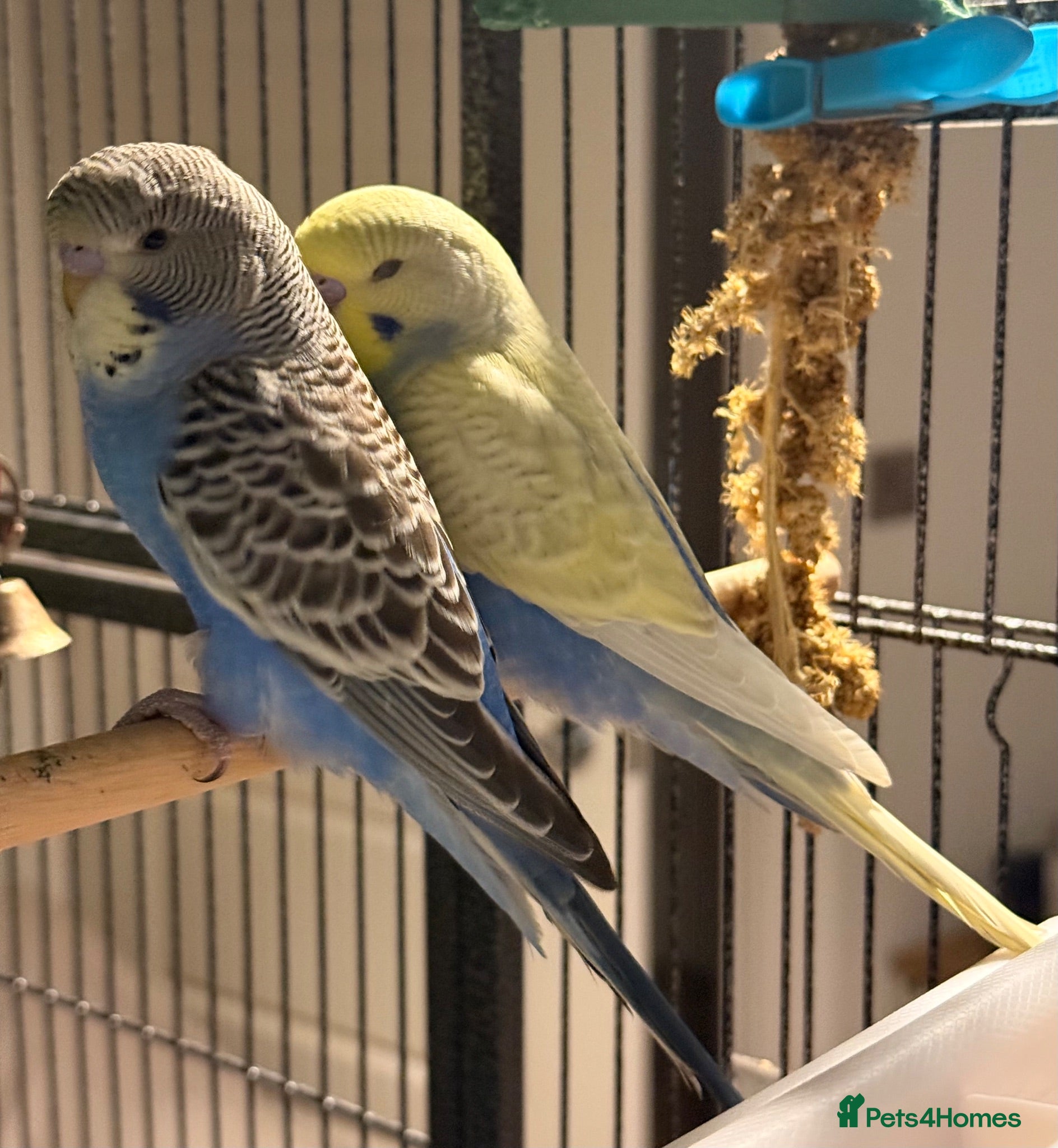 Budgerigars birds young  budgies available males & female young  - Advert 2