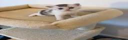 British Shorthair cats for sale: Beautiful British Shorthair Male Kittens 🐾 - Advert 8