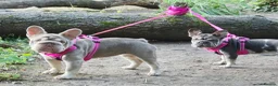 French Bulldog dogs for sale: French bulldog girls in Cwmbran - Advert 4