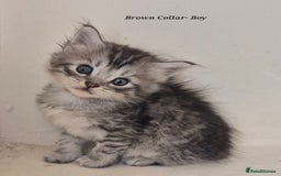 Maine Coon cats for sale: Maine Coon x siberian - Image 7