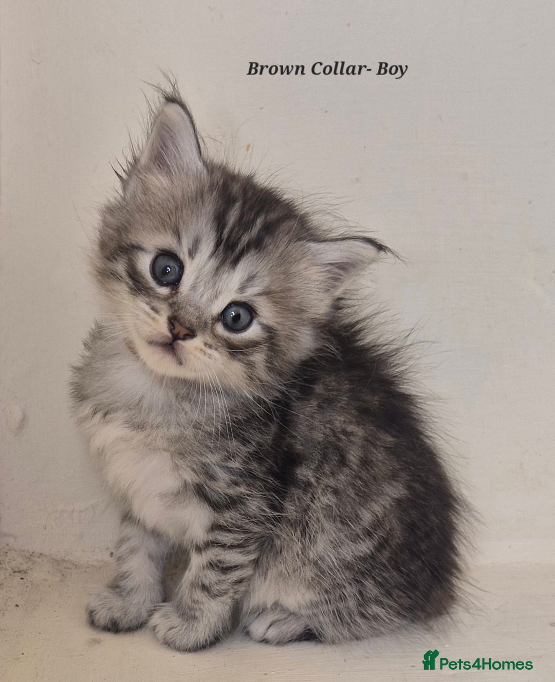 Maine Coon cats for sale: Maine Coon x siberian - Image 7